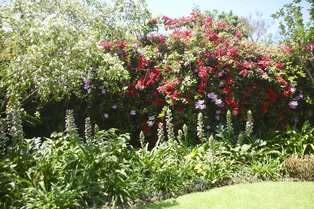 Melville Manor Guest House Johannesburg Ngoại thất bức ảnh